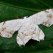 Scoopwing Moths - Photo (c) Shipher (士緯) Wu (吳), some rights reserved (CC BY-NC-SA)