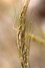 Austrostipa pubinodis