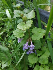 Glechoma hederacea