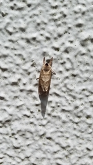 Clostera anastomosis