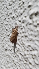 Clostera anastomosis