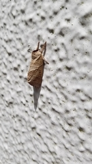 Clostera anastomosis