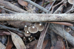 Mycena albidofusca
