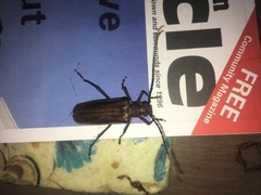 Ochrocydus huttoni