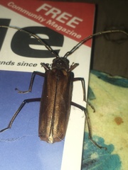 Ochrocydus huttoni