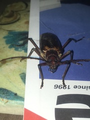 Ochrocydus huttoni