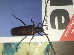 Ochrocydus huttoni