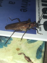 Ochrocydus huttoni