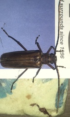 Ochrocydus huttoni