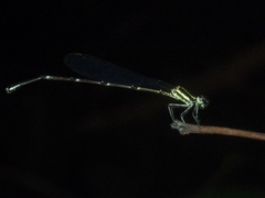 Prodasineura autumnalis