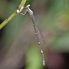 Prodasineura autumnalis