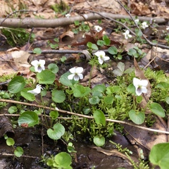 Viola macloskeyi