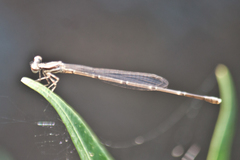 Prodasineura autumnalis