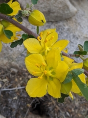 Fremontodendron californicum