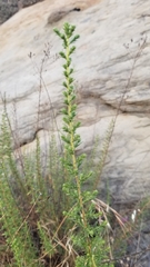 Deinandra minthornii
