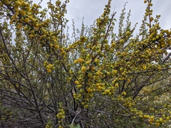 Fremontodendron californicum