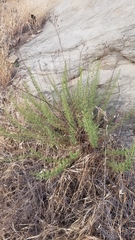 Deinandra minthornii