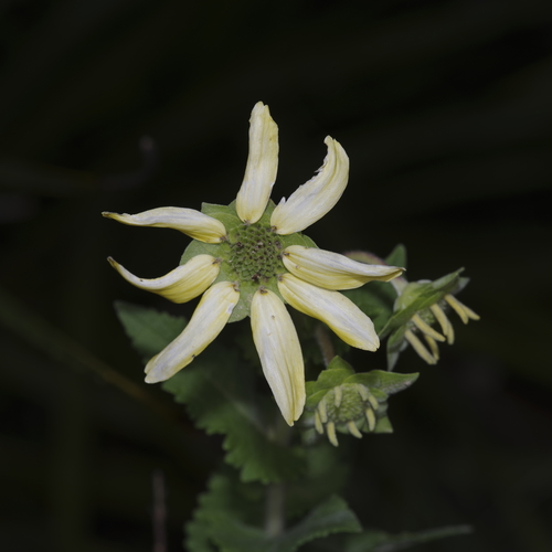Image of Berlandiera texana by (c) Michelle W. （鍾偉瑋）, some rights reserved (CC BY)