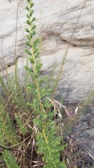 Deinandra minthornii