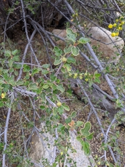 Fremontodendron californicum