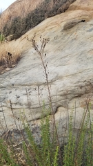 Deinandra minthornii