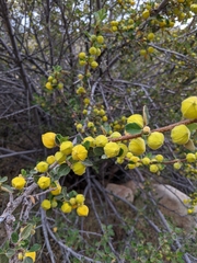 Fremontodendron californicum