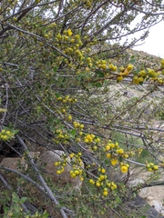 Fremontodendron californicum