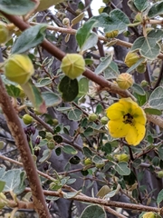 Fremontodendron californicum