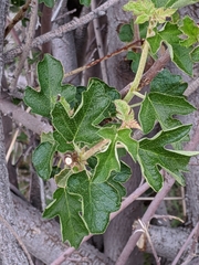 Fremontodendron californicum