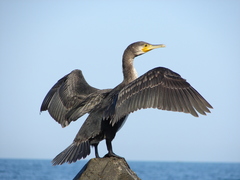 Phalacrocorax carbo