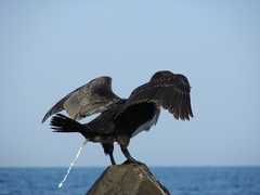 Phalacrocorax carbo