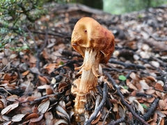 Cortinarius epiphaeus