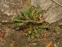Arabidopsis arenosa