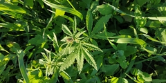 Cannabis sativa spontanea