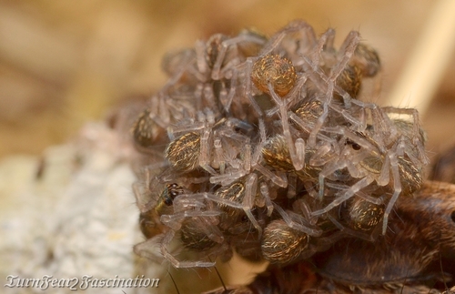 Alopecosa pulverulenta