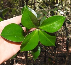Alyxia magnifolia