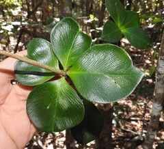 Alyxia magnifolia