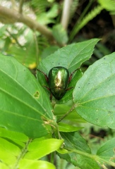 Anomala russiventris