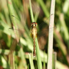 Erythrodiplax paraguayensis