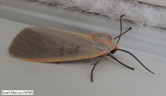 Pygarctia abdominalis