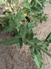 Geraea viscida