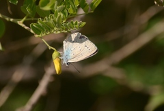 Iolana iolas