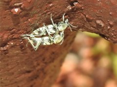 Chlorophorus reductus