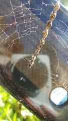 Cyclosa turbinata