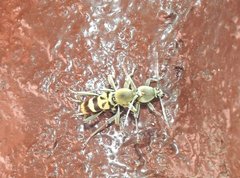 Chlorophorus reductus