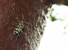 Chlorophorus reductus