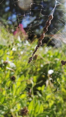 Cyclosa turbinata