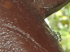 Chlorophorus reductus