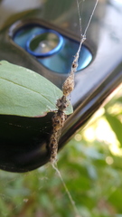 Cyclosa turbinata