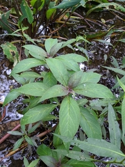 Lobelia cardinalis
